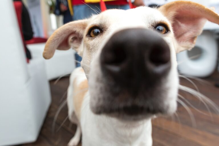 Caméra pour chien : surveiller son animal de compagnie