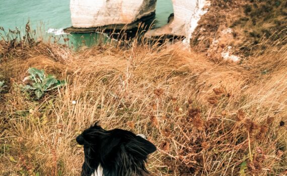 Normandie avec son chien