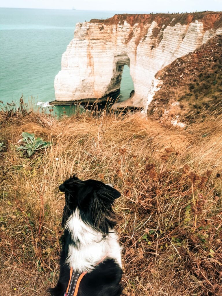 Normandie avec son chien
