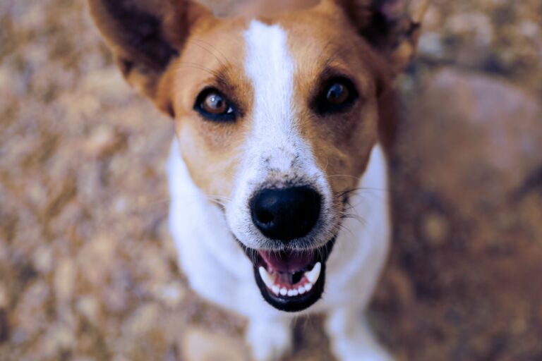 Maître heureux et chien heureux