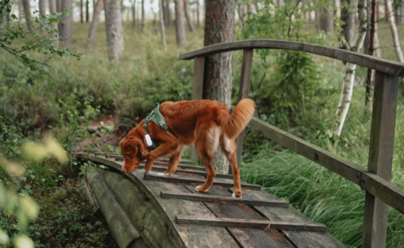 Traceur pour chien Tractive