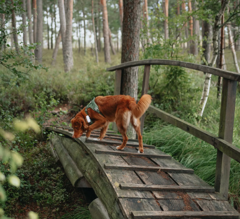 Traceur pour chien Tractive