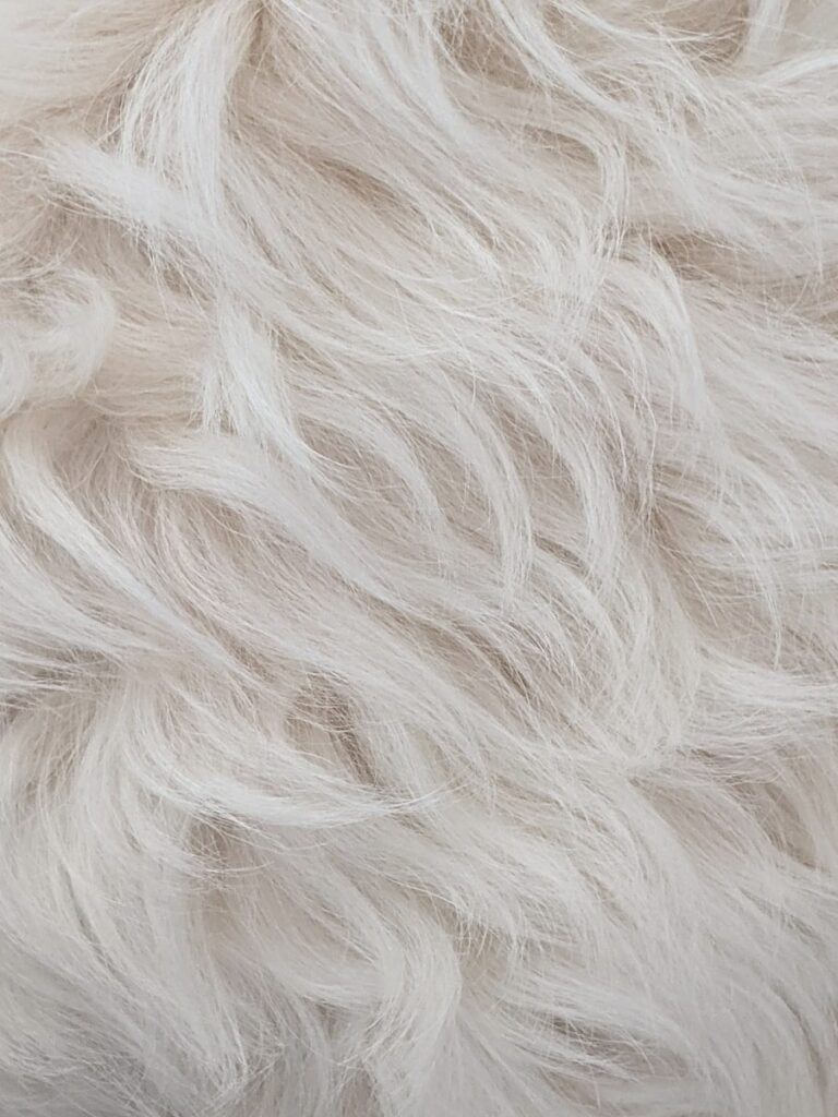 Enlever les poils de chien : comment faire ?
