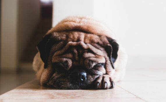 le collier anti puces pour chien : comment choisir ?