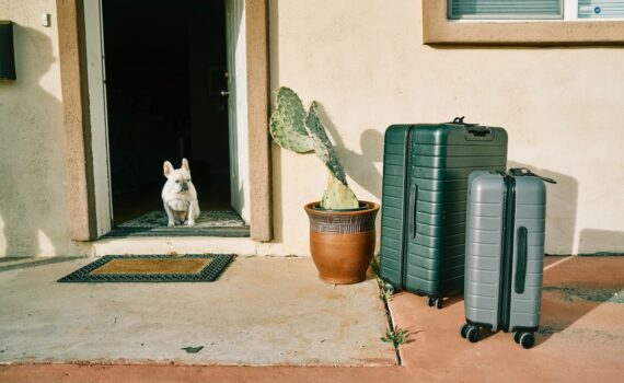 Checklist des vacances avec son chien