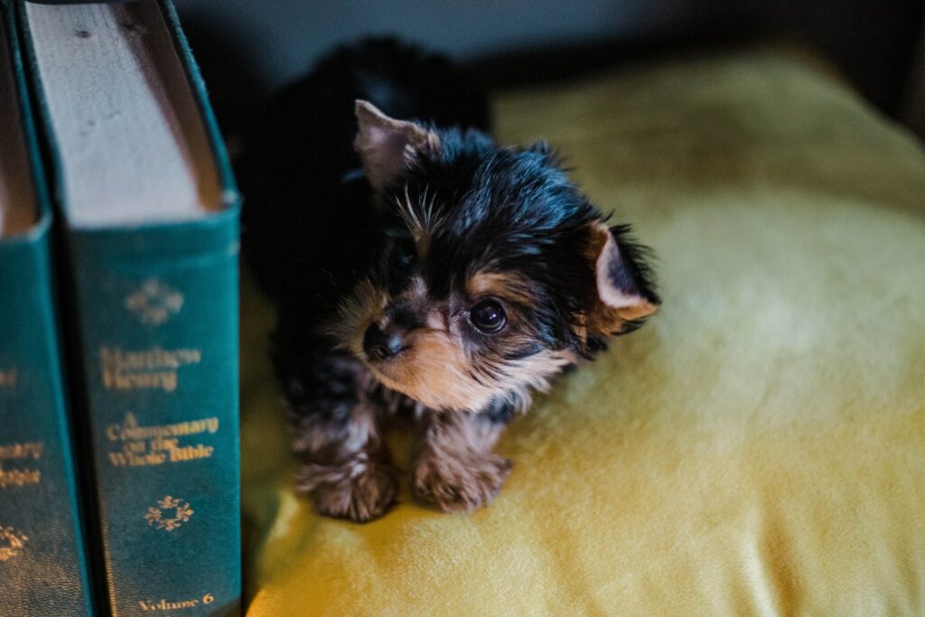 Meilleurs livres sur les chiens : bien choisir