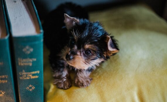 Meilleurs livres sur les chiens : bien choisir