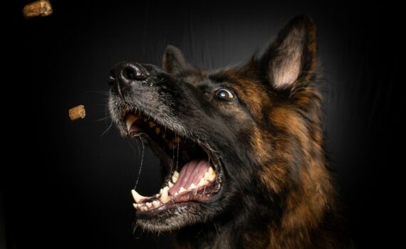 Avis Lapsa croquettes chiens