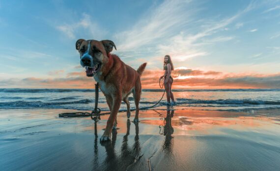 woman wearing bikini walking on beach shore with adult brown and white boxer dog during sunset