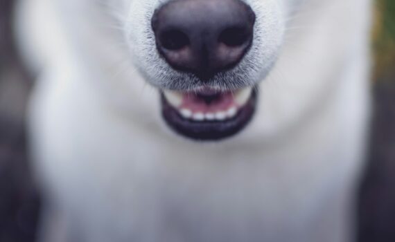 Faire du mantrailing avec son chien : une activité ludique
