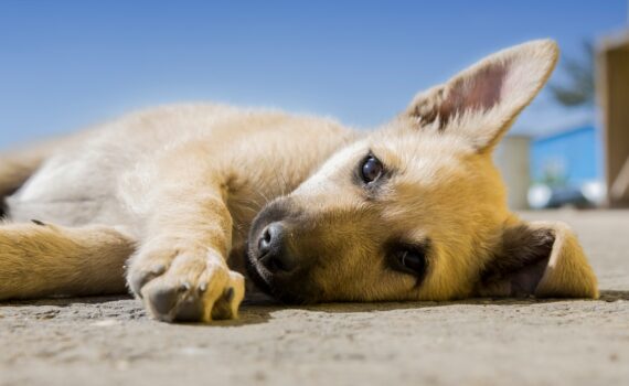 Les outils d'éducation pour chien dits révolutionnaires