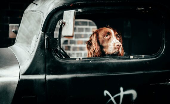 dog inside vehicle