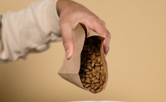 meilleures croquettes pour chien