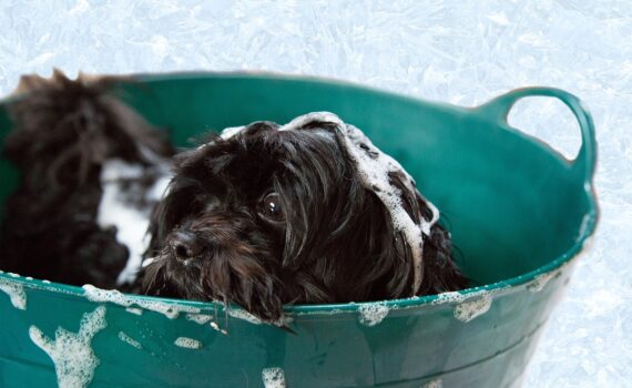 Recette de shampoing pour chien naturel