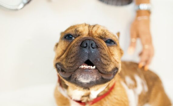 laver-chien-sans-eau