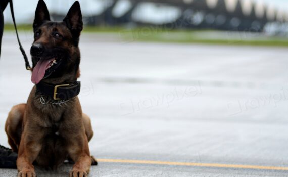 Police dog with leash lying