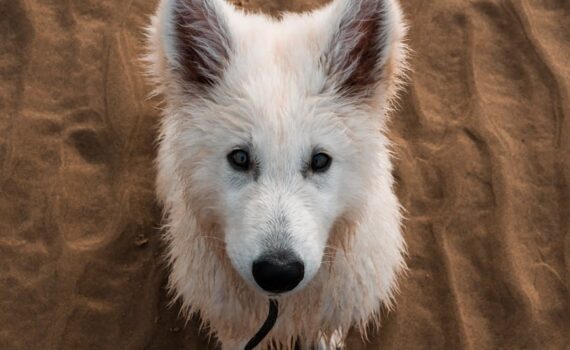 white long coated dog