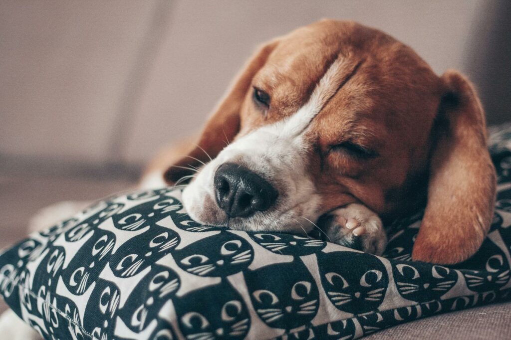selective focus photo of brown and white short coated dog sleeping on white and black pillow