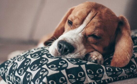 selective focus photo of brown and white short coated dog sleeping on white and black pillow