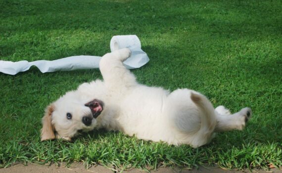Punir son chien : la solution ?