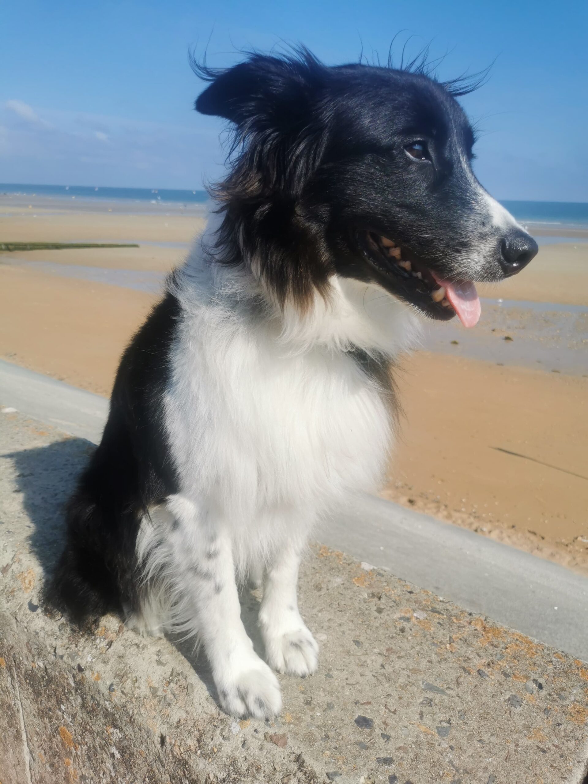 Normandie avec son chien