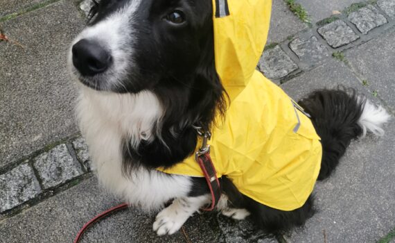 Comment protéger son chien de la pluie ?