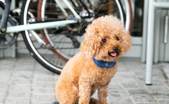 Semaine nationale du chien : faire du sport avec son chien