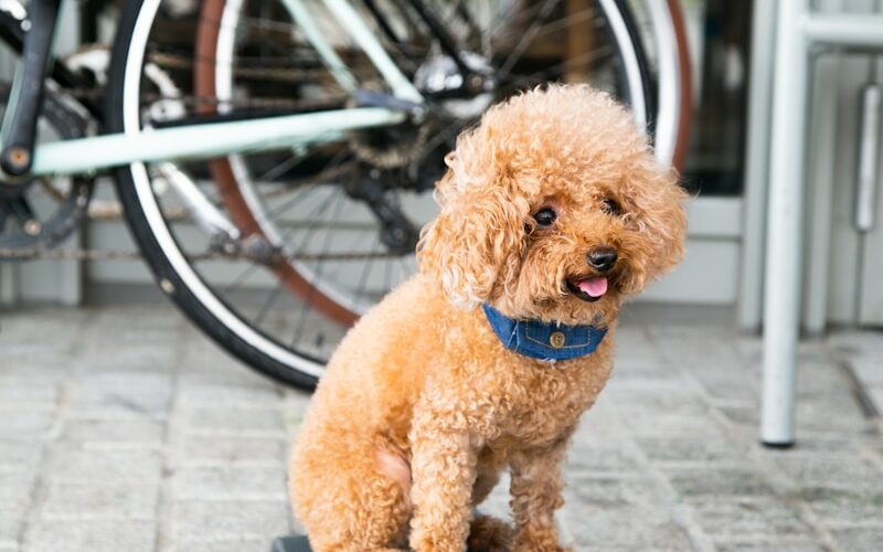 Semaine nationale du chien : faire du sport avec son chien