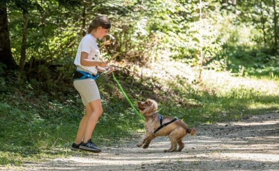 Meilleur baudrier de canicross