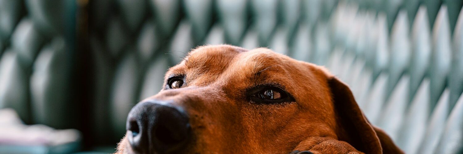Fatiguer rapidement son chien