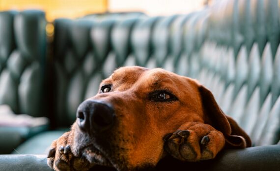 Fatiguer rapidement son chien