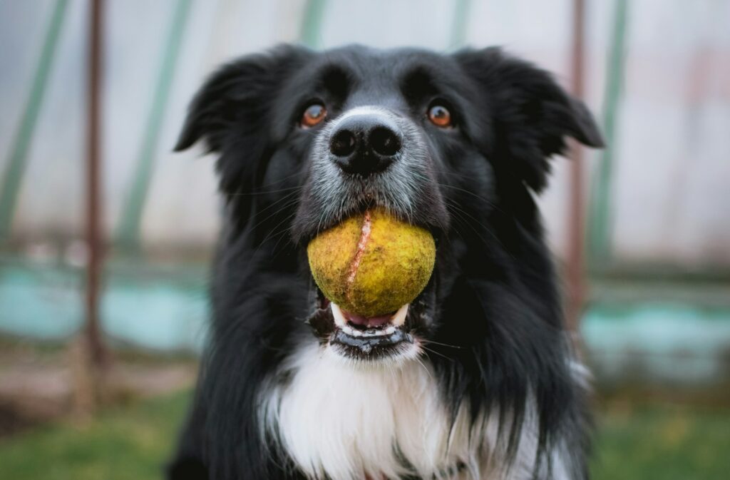 fatiguer son chien rapidement avec des jeux