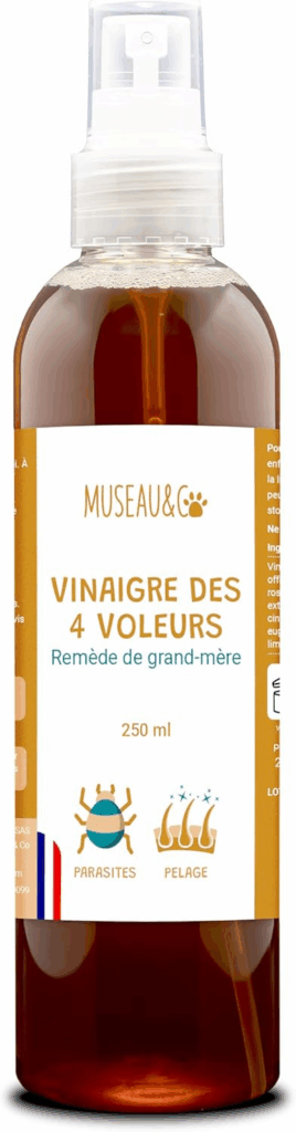 antipuce naturel chien : vinaigre des 4 voleurs