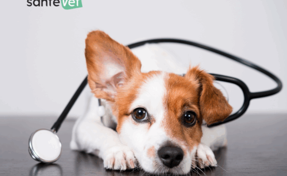 assurance santé vet chien