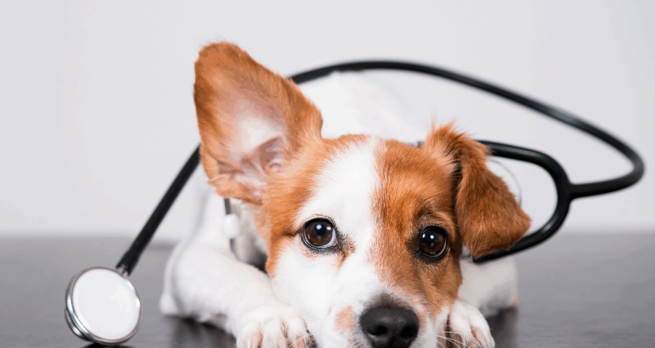 assurance santé vet chien