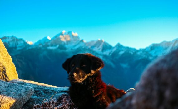 parc national Pyrénées avec un chien