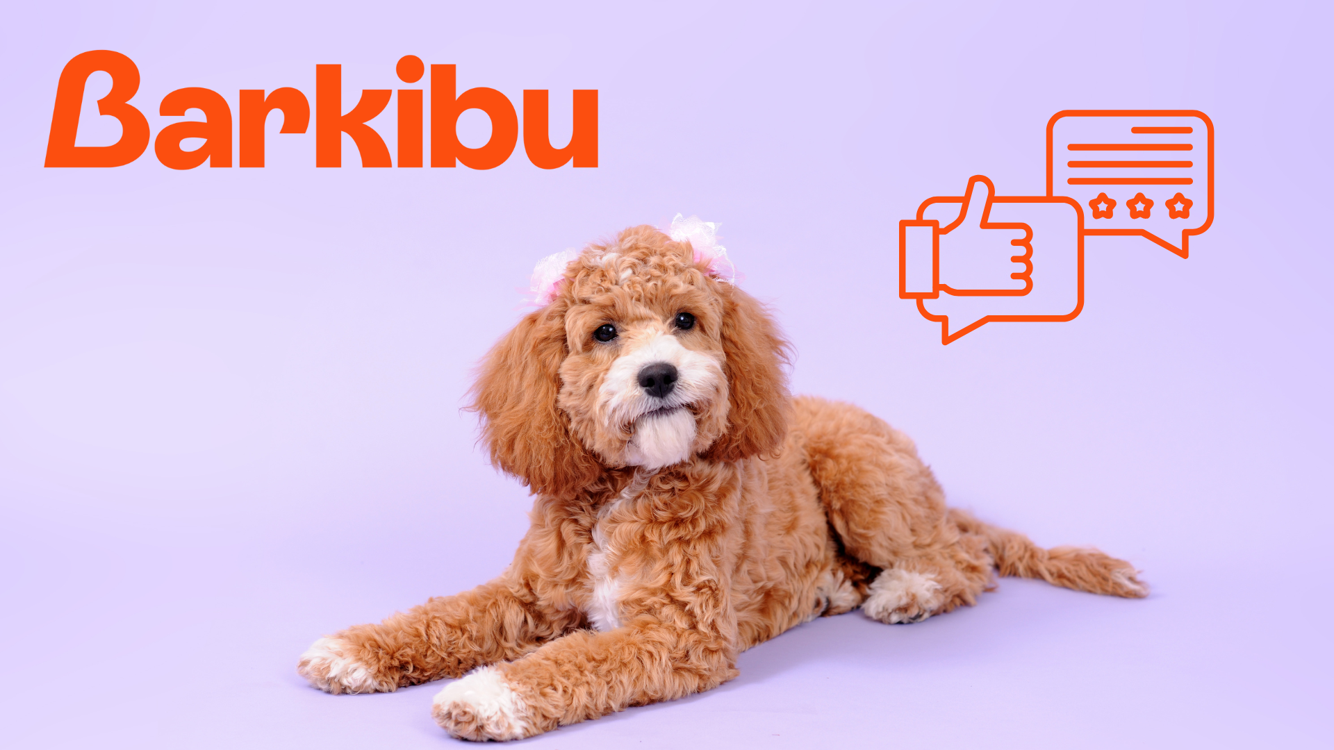 Avis Barkibu : assurance pour chien