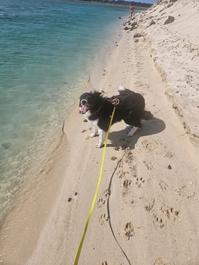 Chien réactif