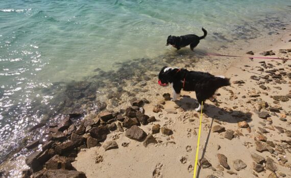 plage autorisée aux chiens dans le Finistère