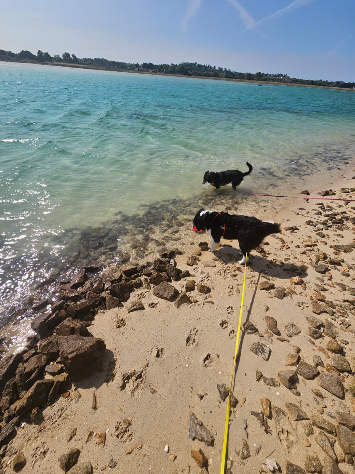 Île de Batz avec son chien