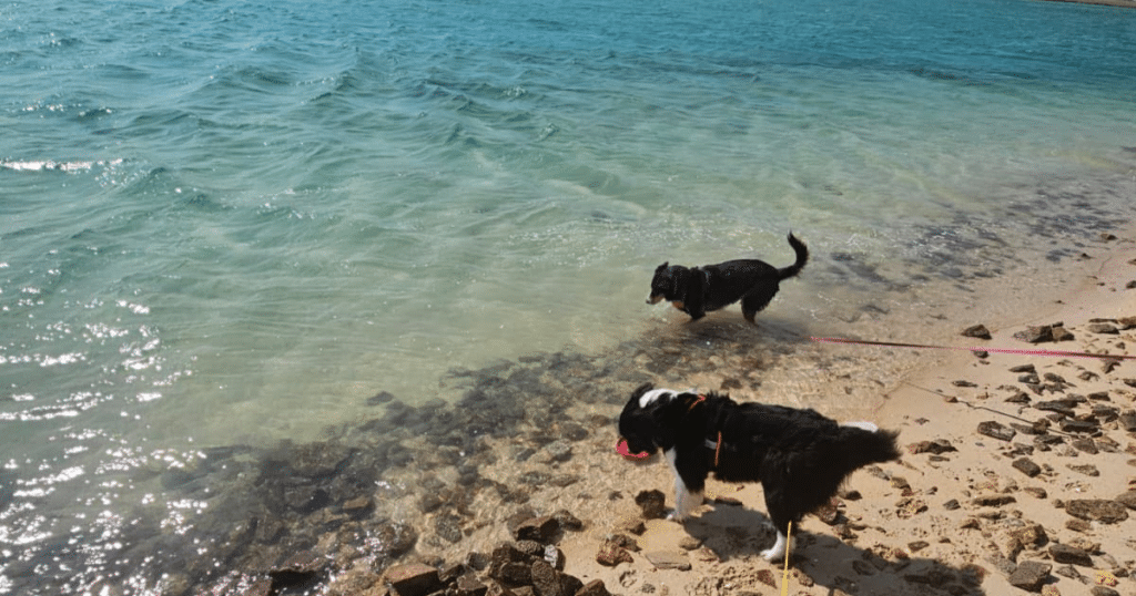 Plage autorisée aux chiens Finistère