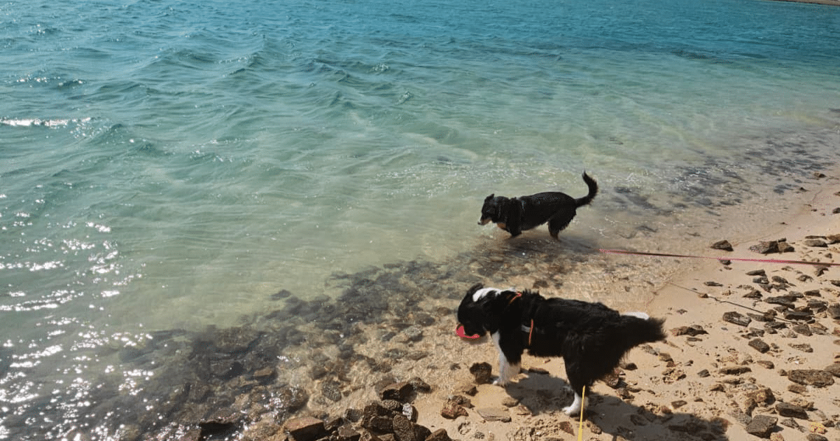 Plage autorisée aux chiens dans le Finistère
