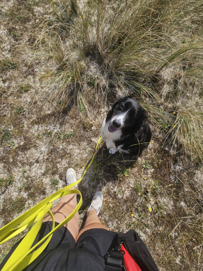 chien réactif avec focus naturel