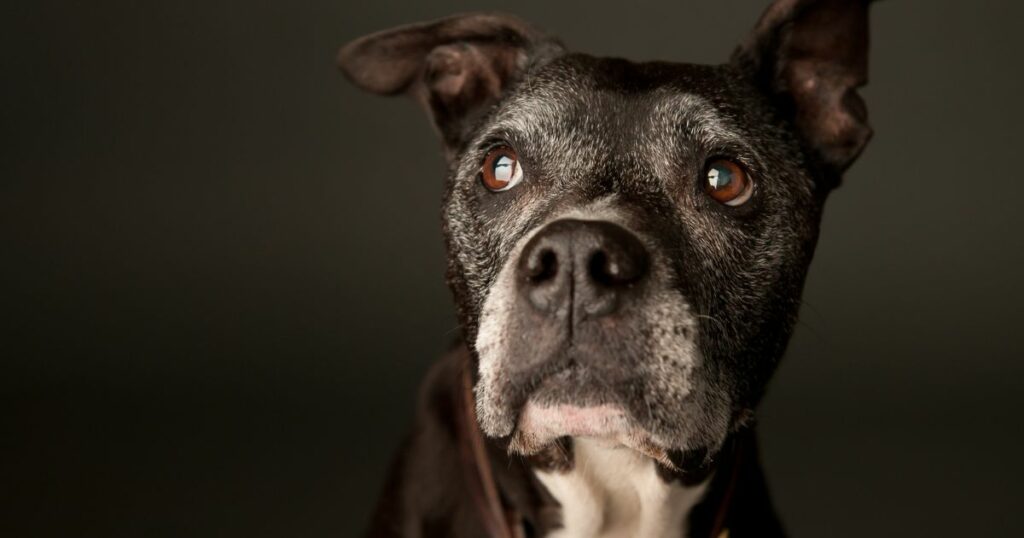 Assurance pour chien senior