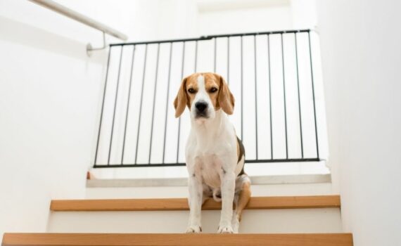 Barrière pour chien pas chère
