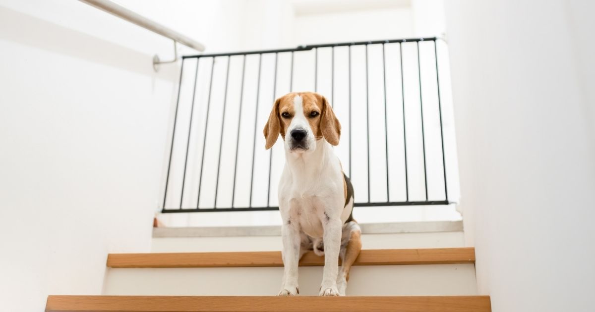Barrière pour chien pas chère