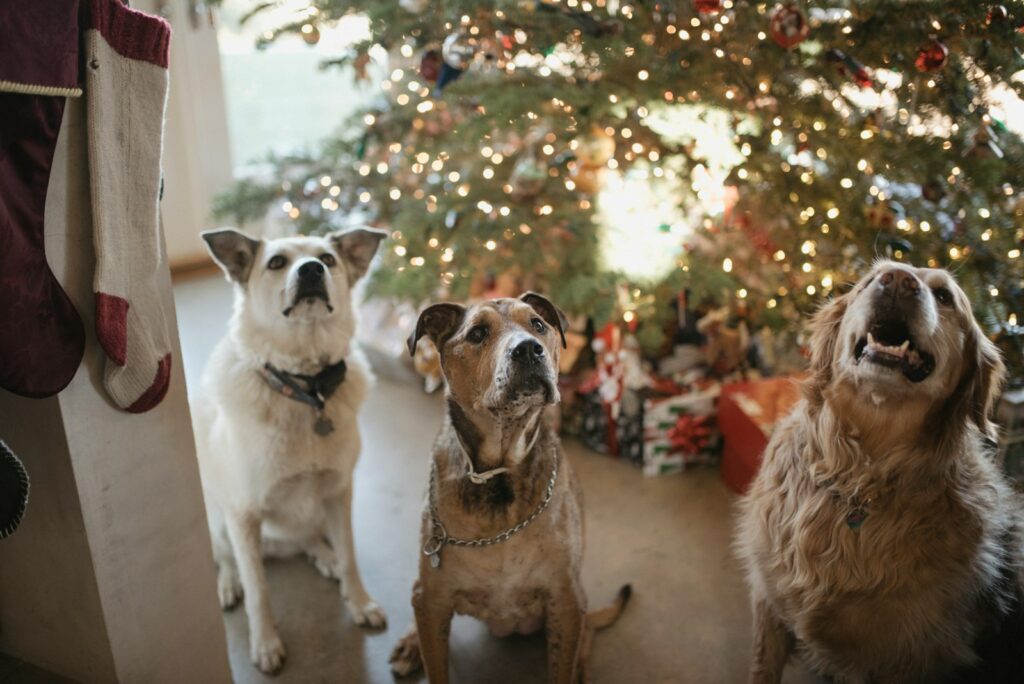 idées de cadeaux de Noël pour chien