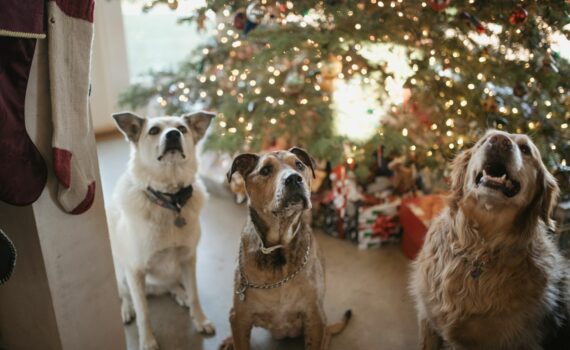 idées de cadeaux de Noël pour chien