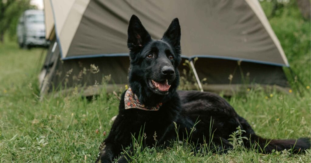 camping avec chien réactif