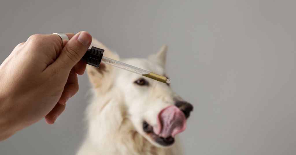 cbd chien